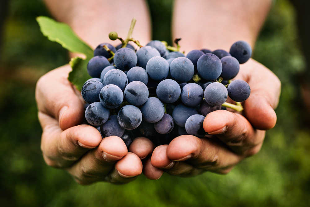 Las uvas, una fruta con muchos beneficios para la salud