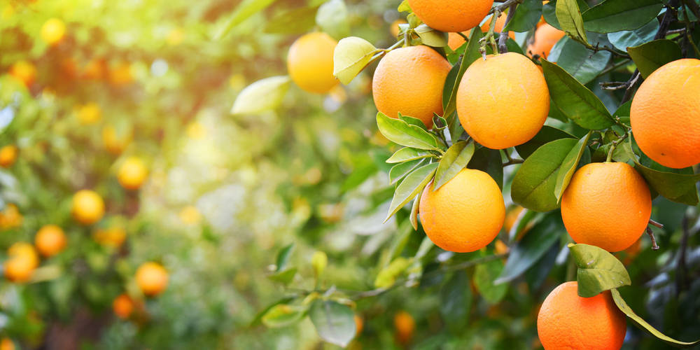 Los beneficios de la naranja para la salud