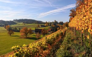 Pueblos, viñedos y bodegas, un recorrido por el corazón de Ribera del Duero